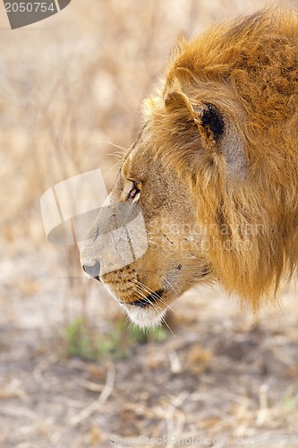 Image of Wild lion