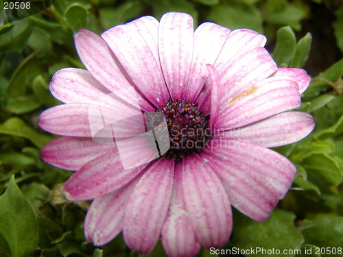 Image of Purple Flower