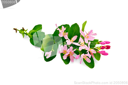 Image of Honeysuckle pink