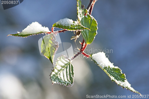 Image of blackbeery leaves with snow