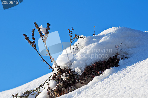 Image of roof with plants and snow
