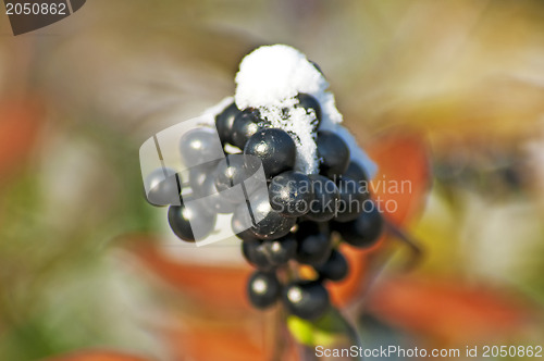 Image of privet berries with snow hat