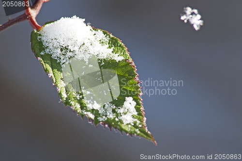 Image of blackbeery leaf with snow