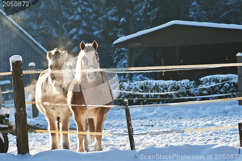 Image of horses in snow
