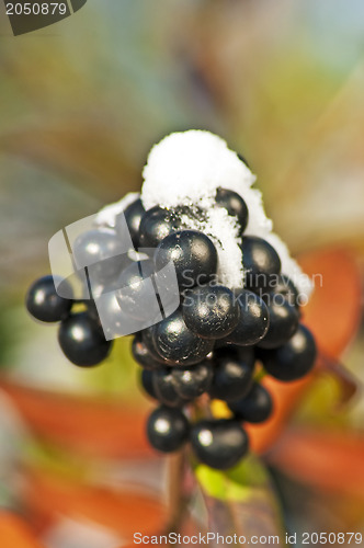 Image of privet berries with snow hat