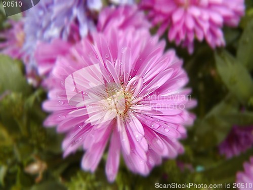 Image of Summer