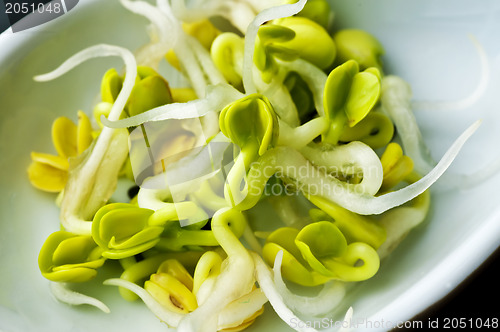 Image of radish sprouts