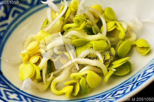 Image of radish sprouts