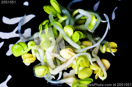 Image of radish sprouts