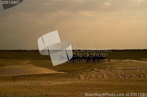 Image of douze   in the sahara 