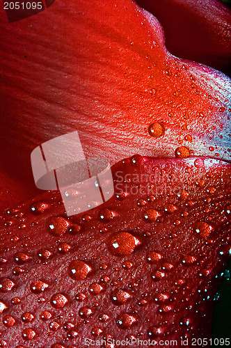 Image of red texture  rose 