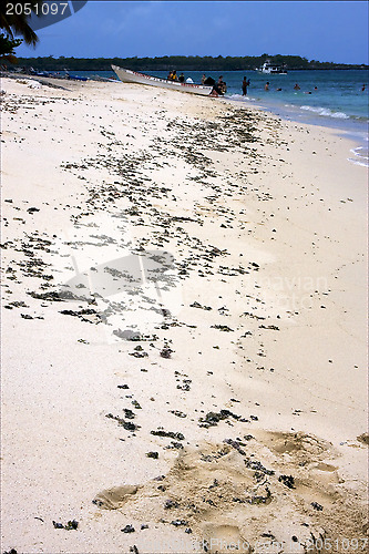 Image of seaweed in  republica dominicana