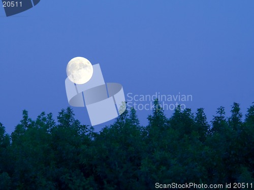 Image of Bright full moon over trees at dusk