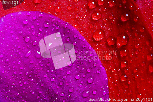 Image of red and violet texture