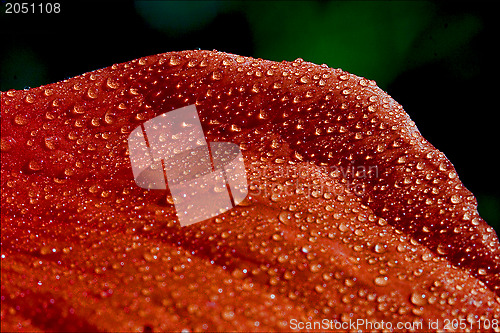 Image of red texture  in green