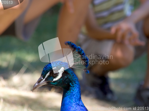 Image of Bright blue peacock and audience