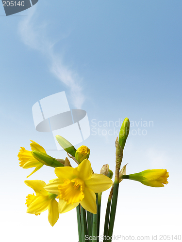 Image of Daffodils