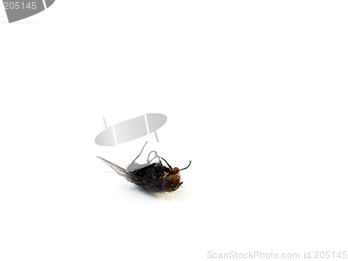 Image of fly