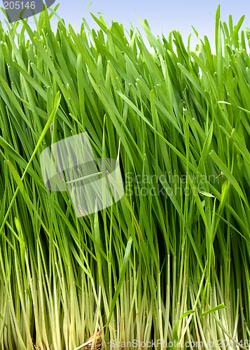 Image of Grass