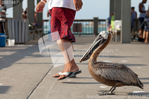 Image of Brave Florida Pelican