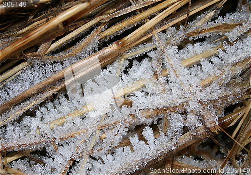 Image of Crispy, frozen gras