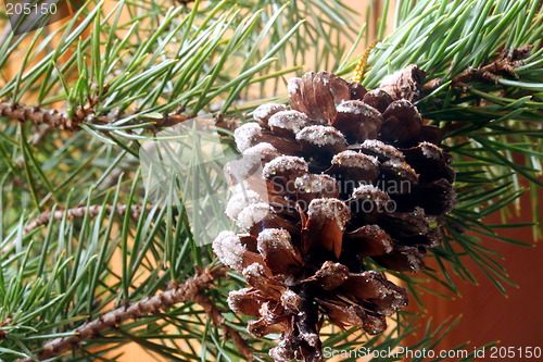 Image of Pine