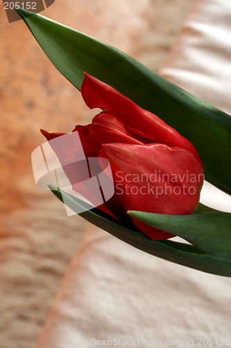 Image of Red tulips