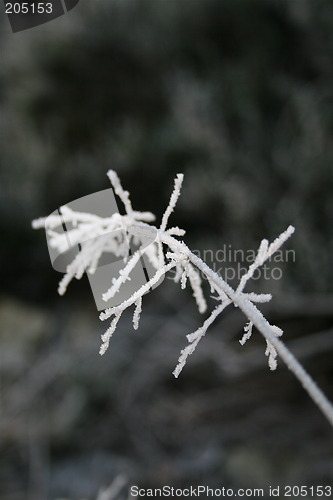 Image of Frozen Straw