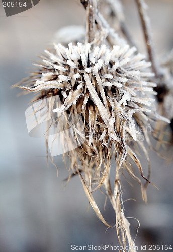 Image of Frozen Straw