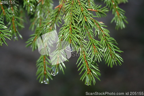 Image of trees