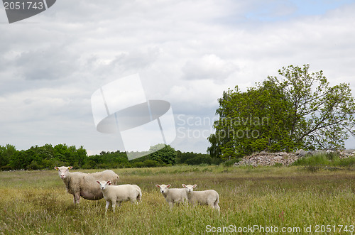 Image of Courious sheep