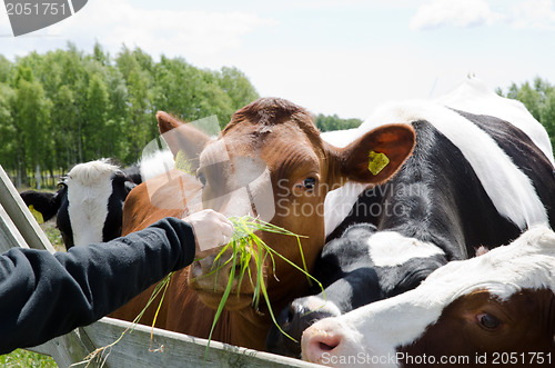 Image of Feeding cows