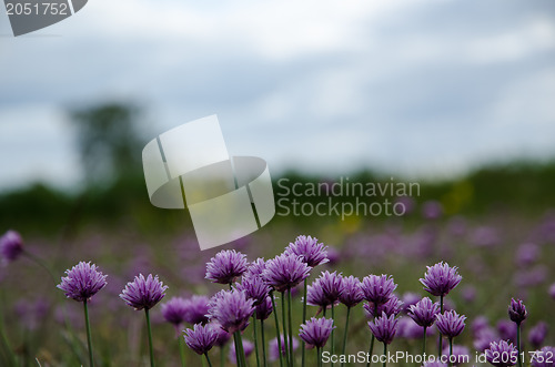 Image of Blossom onions