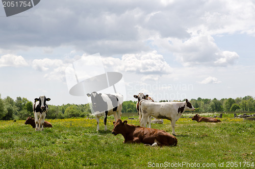 Image of Resting cows