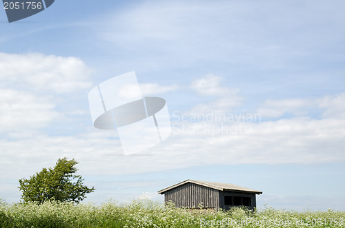 Image of Cow parsley at house