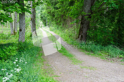 Image of Green dirt road