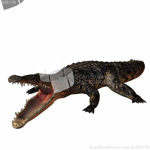 Image of Crocodile