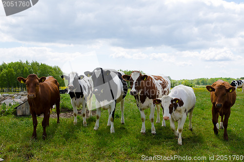 Image of Courious cows