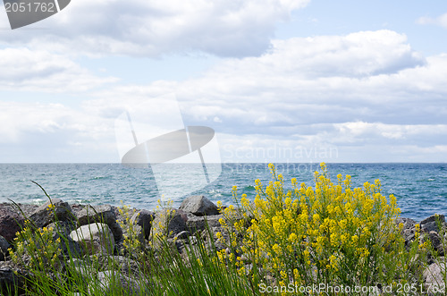 Image of Rape plant at coast
