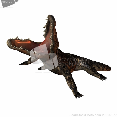 Image of Crocodile