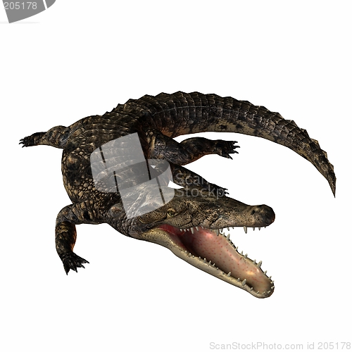 Image of Crocodile