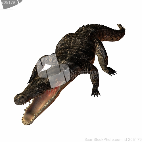 Image of Crocodile