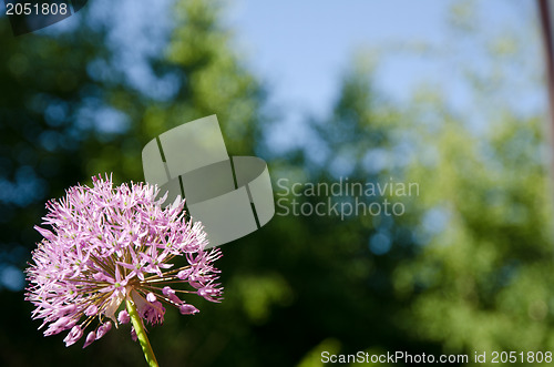 Image of Garden onion