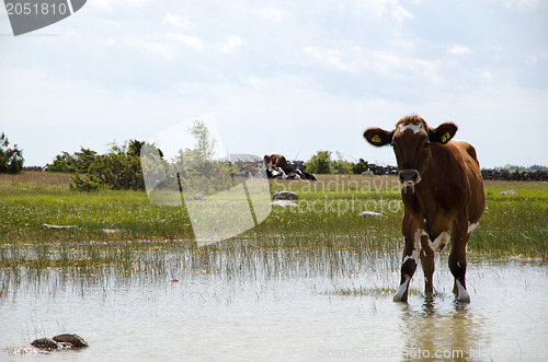 Image of Thirsty cow