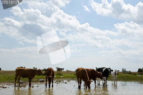 Image of Cattle at water