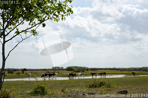 Image of Cattle in water