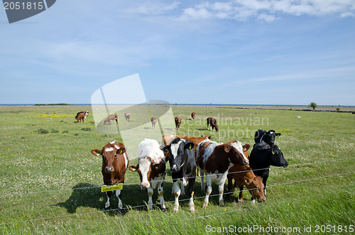 Image of Cattle at electric lines