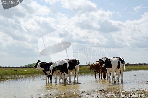 Image of Cows enjoying water