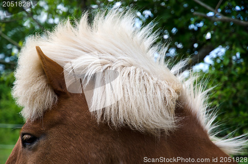 Image of Horse hairstyle