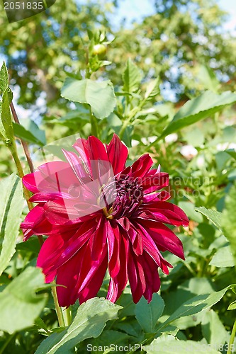 Image of Red dahlia flower